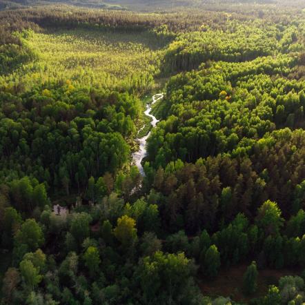 Natur Wald